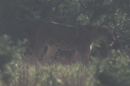 To see a lion in the bush is rare. We were blessed to see this one.
