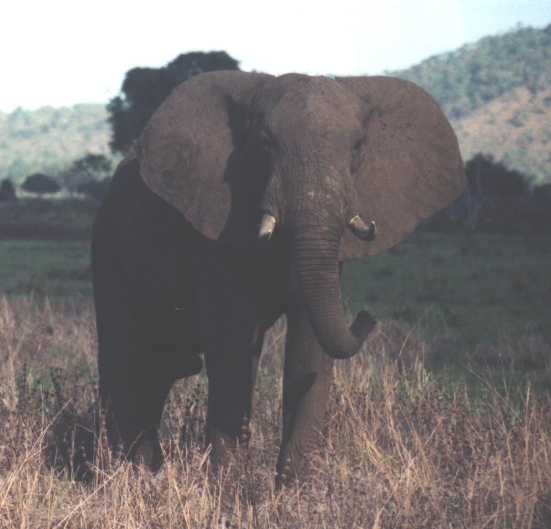 A beautiful picture of an elephant in the bush. Great shot Roy!