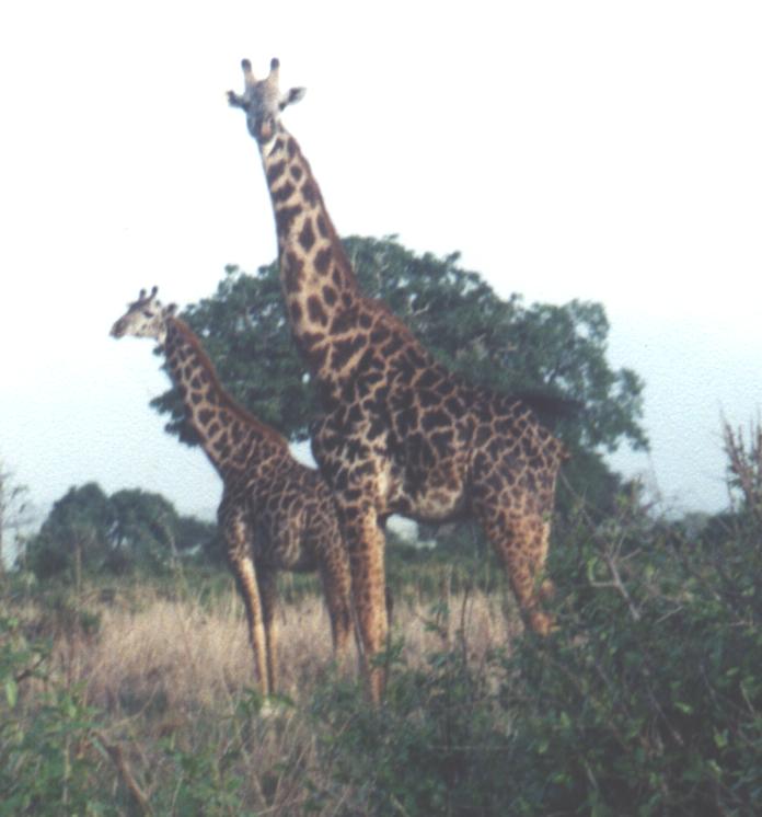 Giraffes were plentiful in the bush. We saw many.