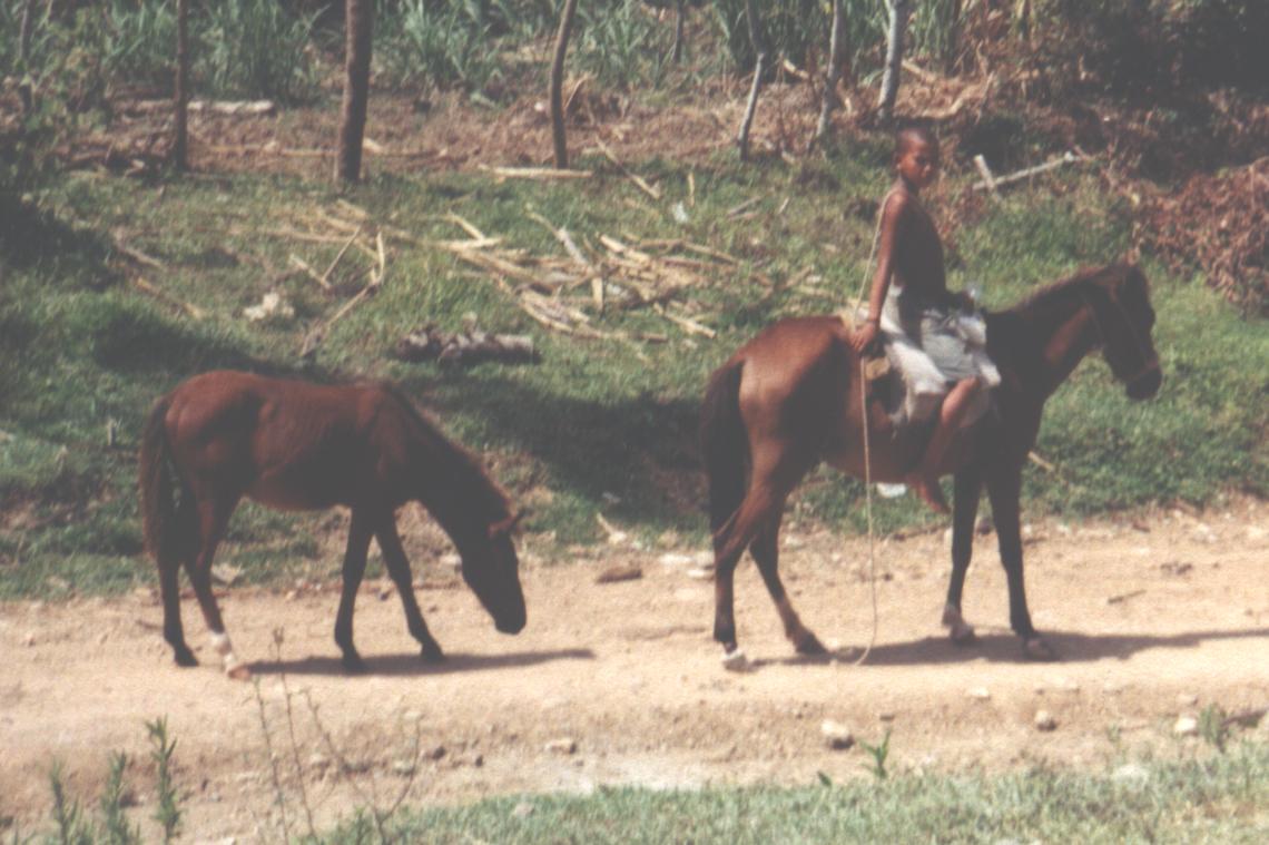 In this picture a young boy is traveling through the canes by horse.
